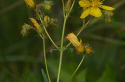  Bart-Johanniskraut  –  Hypericum barbatum