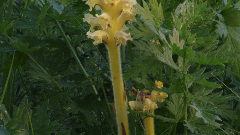 Bartling vajvirág (Orobanche bartlingii)