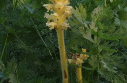 Bartling vajvirág (Orobanche bartlingii)