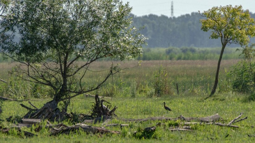 Batla a Kis-Balatonon