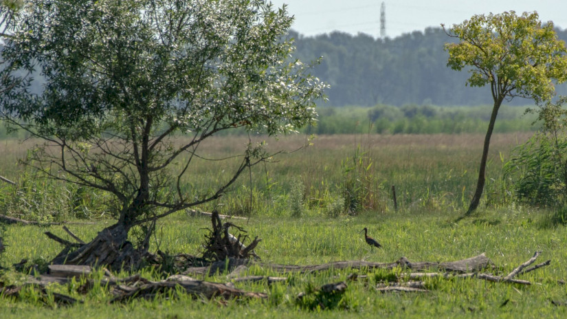 Batla a Kis-Balatonon