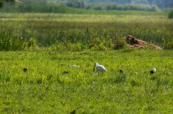 Batlák kis kócsagok és pásztorgémek között