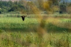 Batla száll a Kis-Balatonon