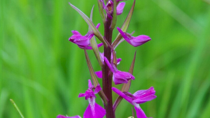 Batyk, mocsári kosbor