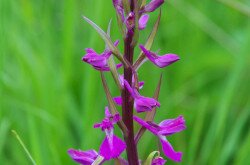 Batyk, mocsári kosbor