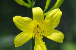 Batyk, sárgaliliom