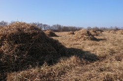Batyk - szénahordás