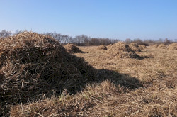 Batyk - szénahordás