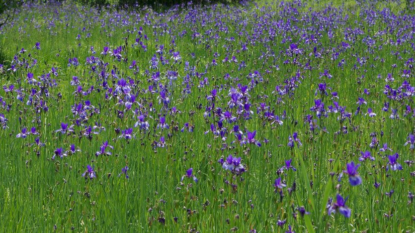 Batyk, szibériai nőszirmos
