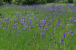 Batyk, szibériai nőszirmos