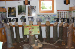 Baumarten in der Waldschule in Bakonybél