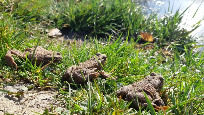 Békák az Aranyoslapi forrásnál