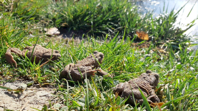 Békák az Aranyoslapi forrásnál