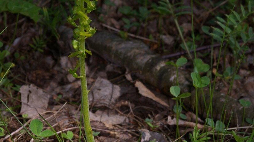 Békakonty (Neottia ovata)