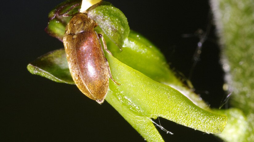 Békakonty (Neottia ovata)