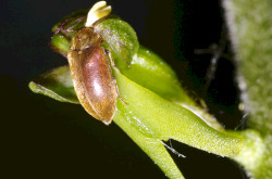 Békakonty (Neottia ovata)