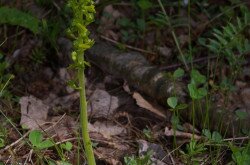 Békakonty (Neottia ovata)