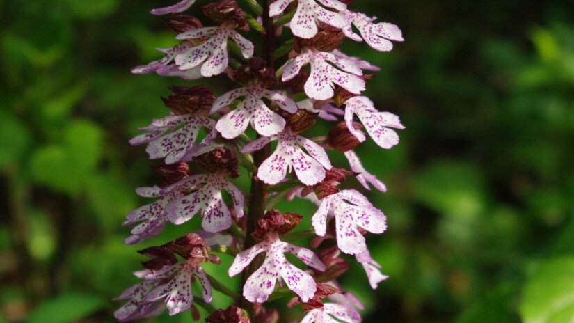 Bíboros kosbor (Orchis purpurea)