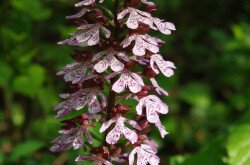 Bíboros kosbor (Orchis purpurea)