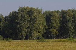 Birch- Auenlandschaft