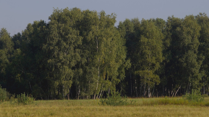 Birch- Auenlandschaft