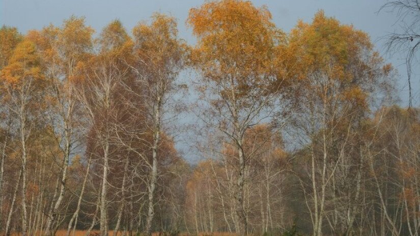 Birch- Auenlandschaft