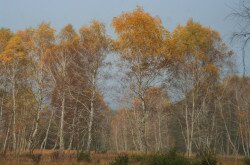 Birch- Auenlandschaft