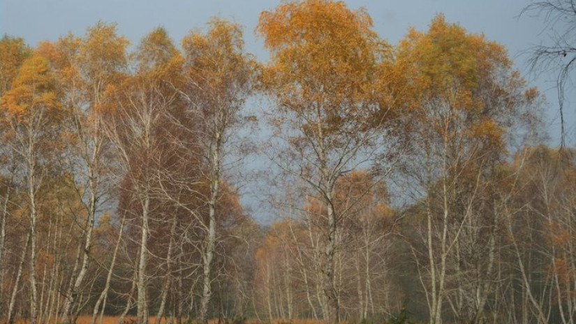 Birch- Auenlandschaft