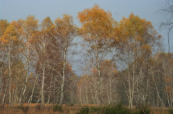 Birch- Auenlandschaft