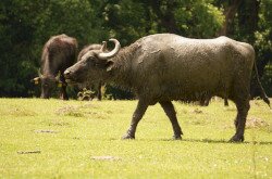 Bivalyok a Kápolnapusztai Bivalyrezervátumban