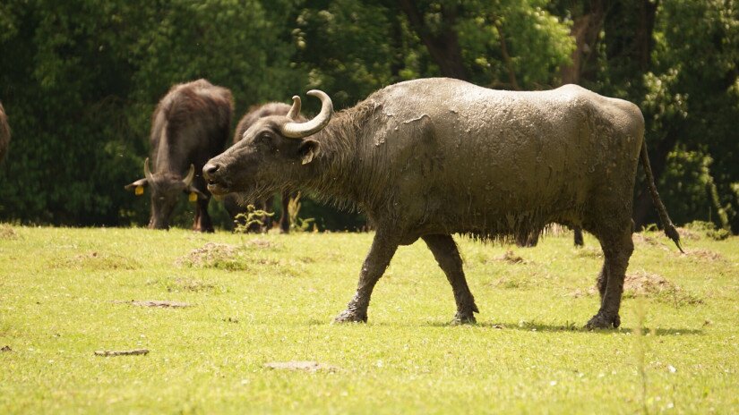 Bivalyok a Kápolnapusztai Bivalyrezervátumban