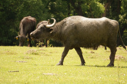 Bivalyok a Kápolnapusztai Bivalyrezervátumban