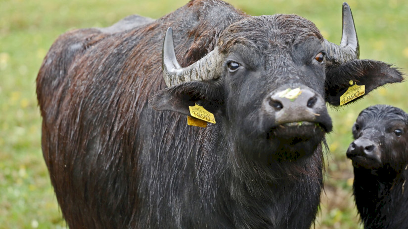 Bivalytehén borjával