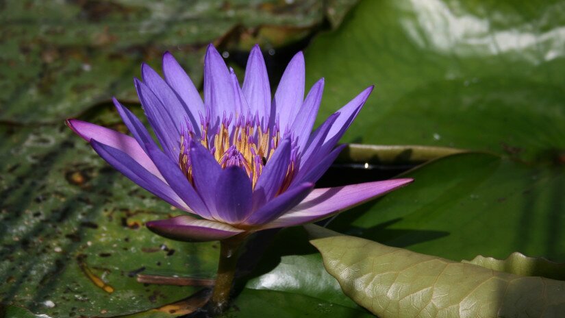 Blauer Lotus (Nymphaea caerulea), Abflusskanal in Hévíz