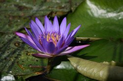 Blauer Lotus (Nymphaea caerulea), Abflusskanal in Hévíz