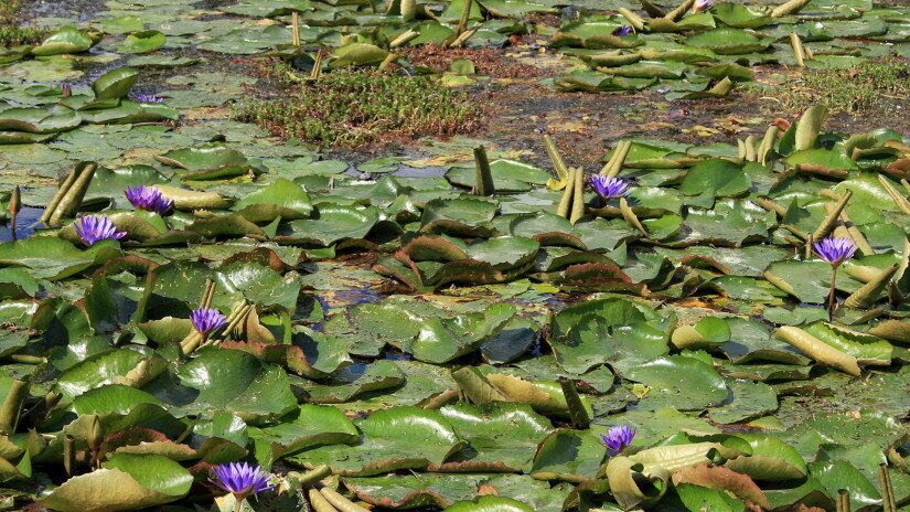Blauer Lotus (Nymphaea caerulea), Abflusskanal in Hévíz