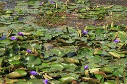 Blauer Lotus (Nymphaea caerulea), Abflusskanal in Hévíz