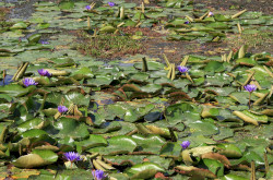 Blauer Lotus (Nymphaea caerulea), Abflusskanal in Hévíz
