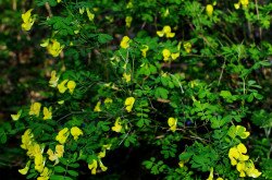 Bokros koronafürt (Hippocrepis emerus)