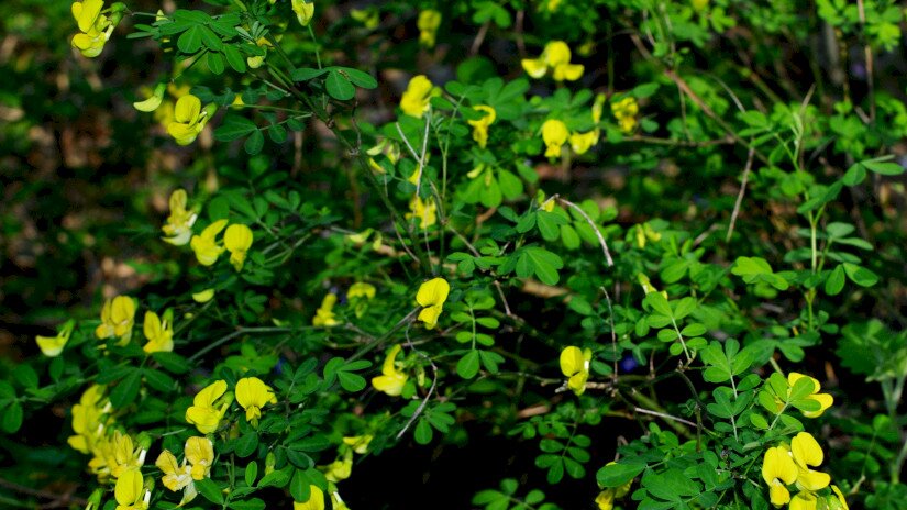 Bokros koronafürt (Hippocrepis emerus)