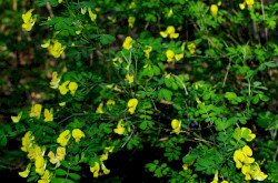 Bokros koronafürt (Hippocrepis emerus)