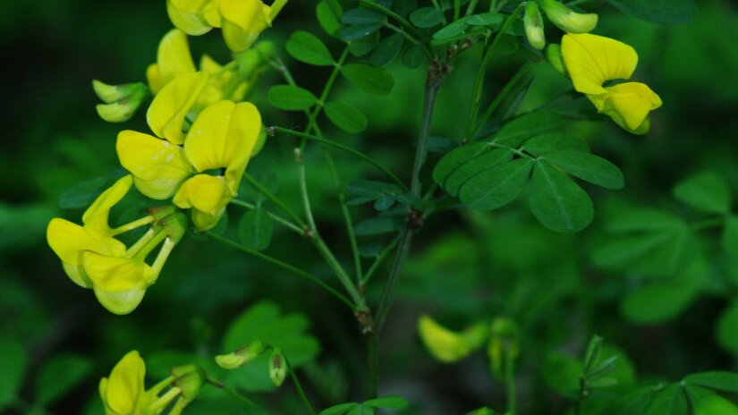 Bokros koronafürt (Hippocrepis emerus)