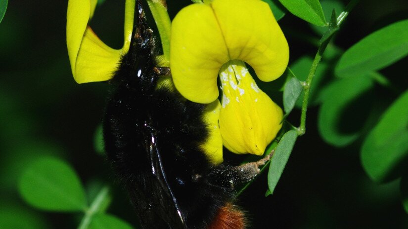 Bokros koronafürt (Hippocrepis emerus) és poszméh