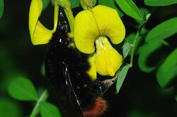 Bokros koronafürt (Hippocrepis emerus) és poszméh