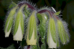 borzas vértő (Onosma visianii)