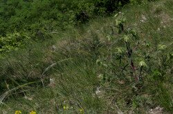Borzas vértő (Onosma visianii)