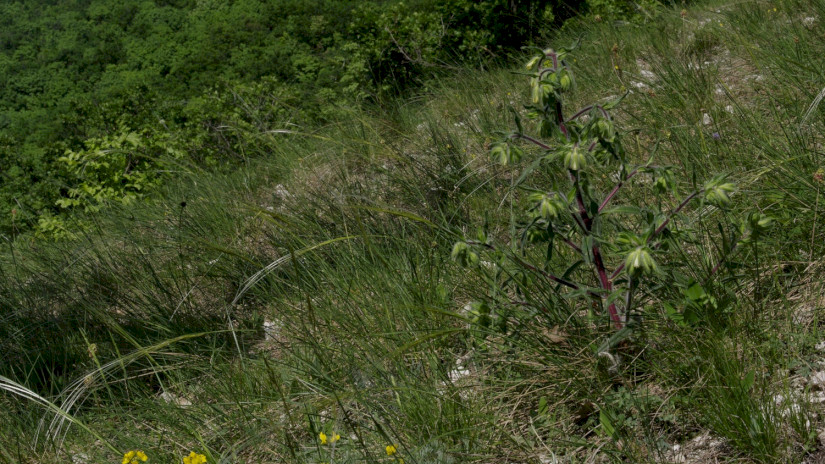 Borzas vértő (Onosma visianii)