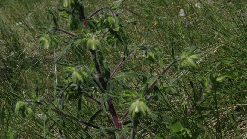 Borzas vértő (Onosma visianii)