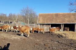 Bővült az állatállomány
