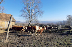 Bővült az állatállomány